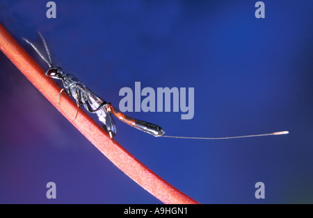 Afide parassitoide (Aphidius colemanni), su stipe Foto Stock