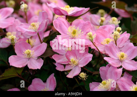 La clematide Montana fiori. Foto Stock