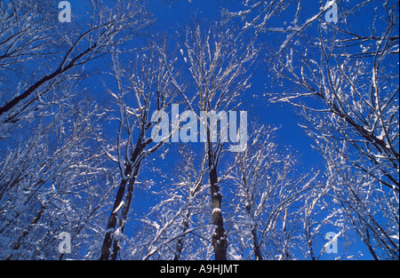 Altezza neve coperti di alberi in foresta canadese dopo una nevicata, Mt. Tremblant, Québec Canada Foto Stock