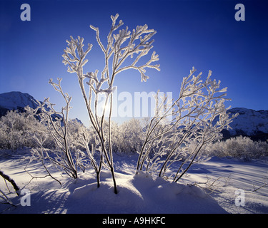 CH - alta engadina: scena invernale vicino a Samedan Foto Stock