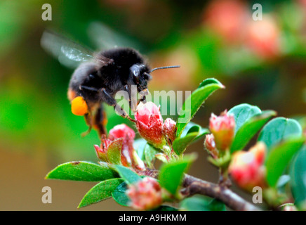 Red-Tailed Bumble Bee alla ricerca di nettare. Foto Stock