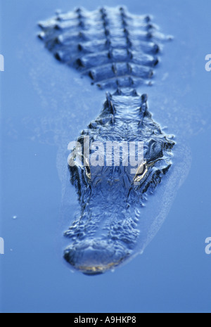 Il coccodrillo americano (Alligator mississippiensis), guardando al di fuori dell'acqua, STATI UNITI D'AMERICA, Florida Foto Stock