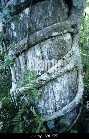 Strangler fig (Ficus aurea), tronco, STATI UNITI D'AMERICA, Florida Foto Stock