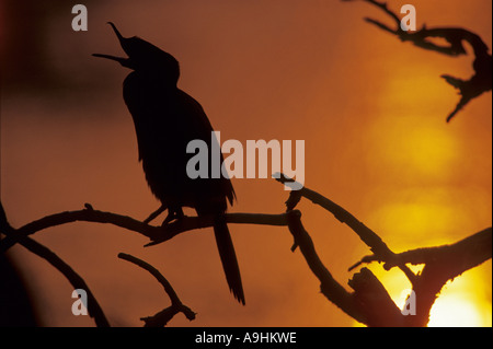 Indian cormorano (Phalacrocorax fuscicollis), su un ramoscello nel bagliore di sera, India, Bharatpur Foto Stock