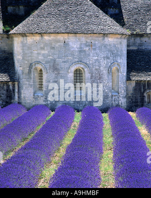 FR - Provence: Abbaye de Senanque vicino a Gordes Foto Stock