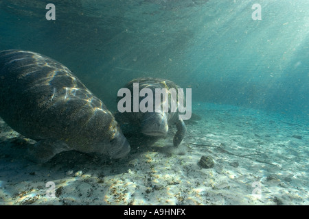 Florida lamantini Trichechus manatus latirostris Crystal River Florida USA Foto Stock