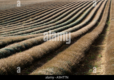 Campo di lavanda near Broadway Worcestershire Foto Stock