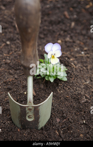 Pansy piantati con cazzuola Foto Stock