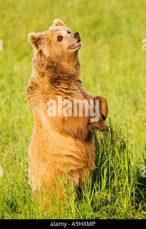 Unione l'orso bruno (Ursus arctos) Foto Stock