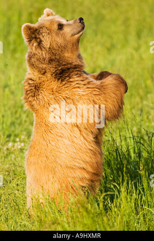 Unione l'orso bruno (Ursus arctos) Foto Stock