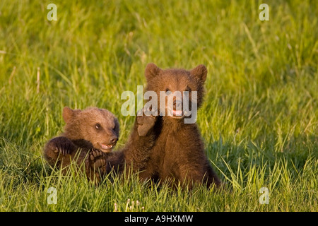 Unione Orso Bruno lupetti (Ursus arctos) Foto Stock