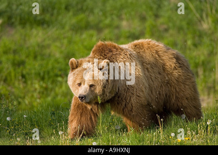 Unione l'orso bruno (Ursus arctos) Foto Stock