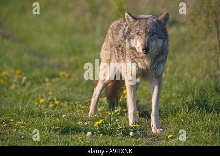 Unione lupo (Canis lupus lupus) Foto Stock