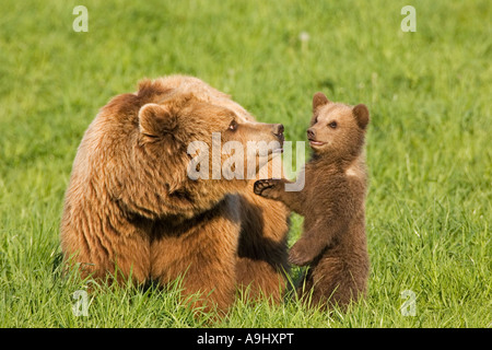 Unione Orso Bruno madre con tazza (Ursus arctos) Foto Stock