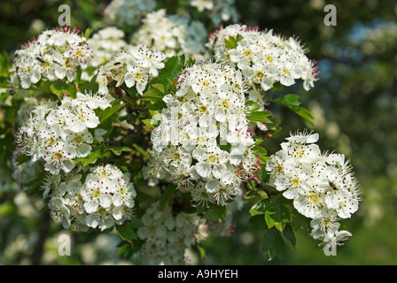 Biancospino in fiore, Ruegen isola, Meclemburgo-Pomerania, Germania, Europa Foto Stock