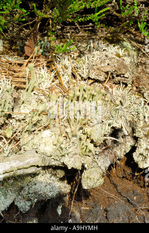 Associazione di Cladonia fimbiata e Thamnolia vermicularis specie di licheni crescono su abandomed torba rivendicazione di data mining Foto Stock