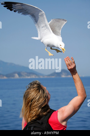 Caspian gull (Larus cachinnans) in volo di mangiare fuori la mano a qualcuno Foto Stock