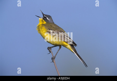 Blue-headed Wagtail (Motacilla flava), cantando Foto Stock