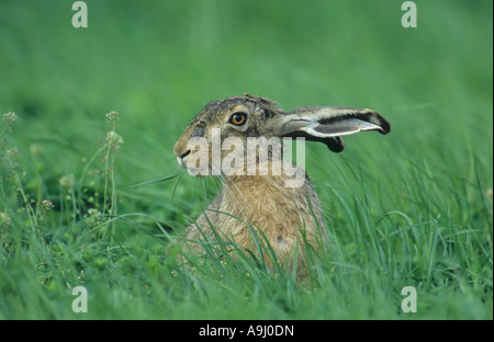 Unione lepre (Lepus europaeus) mangiare gras Foto Stock