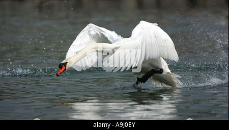 Cigno (Cygnus olor) prendendo il largo Foto Stock