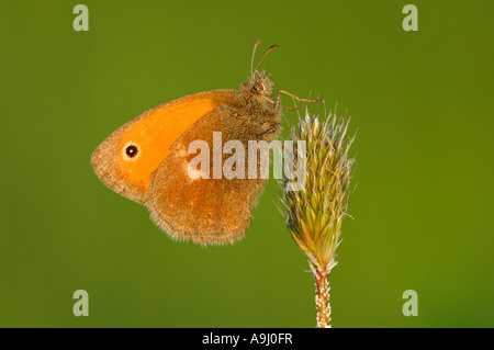 Small Heath (Coenonympha pamphilus) Foto Stock