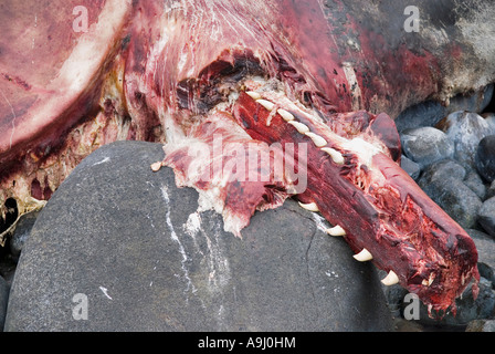 Marciume bocca di spiaggiata Capodoglio (Physeter macrocephalus) sulla costa rocciosa vicino a Eggum, Isole Lofoten in Norvegia Foto Stock