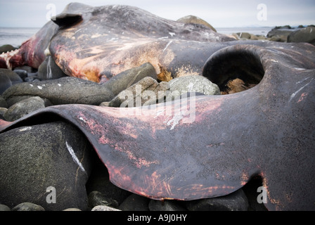 Marciume morti di carcassa spiaggiata Capodoglio (Physeter macrocephalus) sulla costa rocciosa vicino a Eggum Isole Lofoten in Norvegia Foto Stock