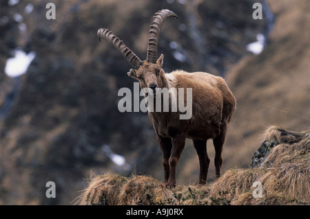 Stambecco delle Alpi (Capra ibex) maschio adulto permanente sulla morti gras su roccia guardando oltre il bordo. Foto Stock