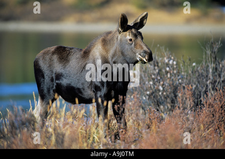 Toro giovane Alce (Alces alces), alimentazione di vitello sulla vegetazione. Foto Stock