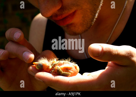 L uomo è in possesso di chick sulla sua mano Foto Stock