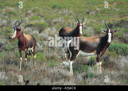 Bontebok Cape Point Western Cape Sud Africa Foto Stock