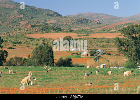 Pecore e una piccola fattoria con un vento pompa acqua alimentato in un bel paesaggio di Namaqualand Sud Africa Foto Stock