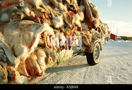 A trainare un rimorchio ha aspettato di essere scaricate nel lontano nord della Lapponia, Finalnd, è impilati con sanguinose pelli di renne. Foto Stock