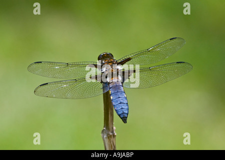 Maschio corposo ampio Chaser Libellula depressa a riposo sulla vegetazione potton bedfordshire con bel al di fuori della messa a fuoco lo sfondo Foto Stock