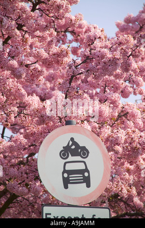 Nessun veicolo tranne il segnale stradale di accesso e Cherry fioritura Foto Stock