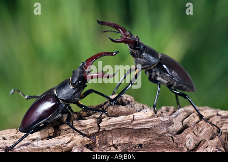 Maschio di cervo europeo coleotteri Lucanus cervus combattimenti sul log Foto Stock