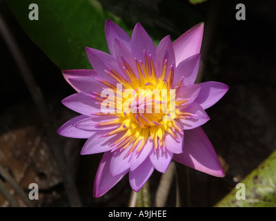 ANG99142 delicato fiore viola rosa violetto Lotus Foto Stock