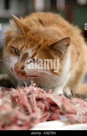 I gatti randagi alimentazione sulle carcasse di pesce in Turchia Foto Stock