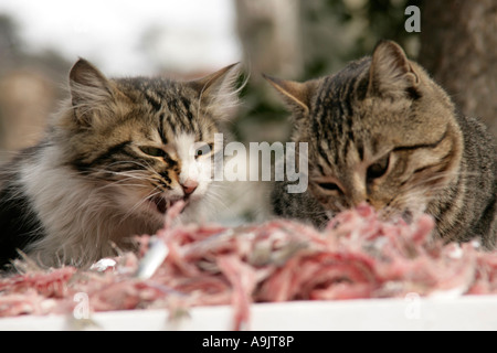 I gatti randagi alimentazione sulle carcasse di pesce in Turchia Foto Stock