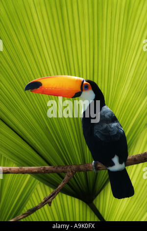 Toucan appollaiato su un ramo Foto Stock