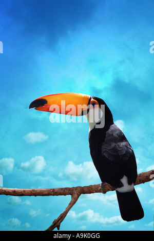 Toucan appollaiato su un ramo Foto Stock