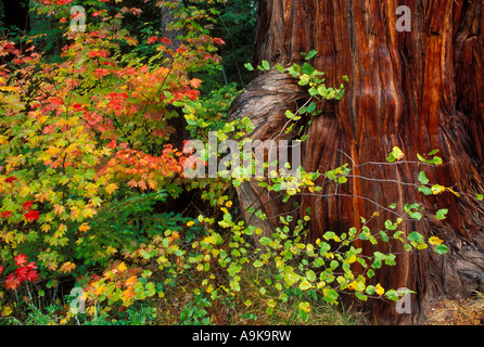 Caduta di acero di vite e cedro lungo il Fiume di Rogue Rogue River National Forest Oregon Foto Stock