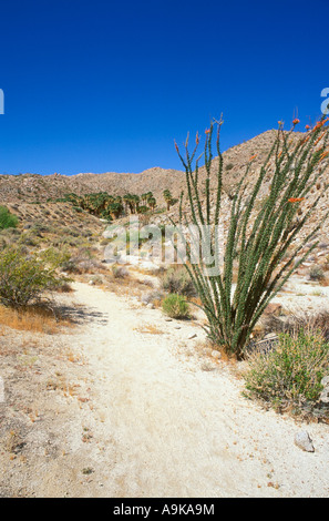 Ocotillo lungo il sentiero di montagna Palm Springs Tierra Blanca Montagne Anza Borrego Desert State Park California Foto Stock