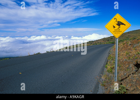 Nene oca hawaiana attraversando segno sulla strada per il Cratere Haleakala Haleakala Parco nazionale sull'Isola di Maui Hawaii Foto Stock