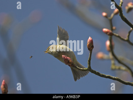 Chiffchaff (Phylloscops collybita), la caccia a volare Foto Stock