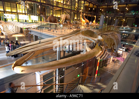 Scheletro di balena al Musée National d'Histoire Naturelle Parigi Francia Foto Stock