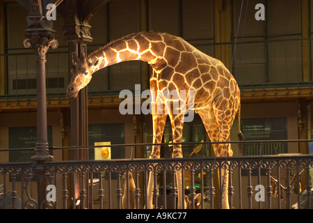 Musee National d'Histoire Naturelle Parigi Francia Foto Stock