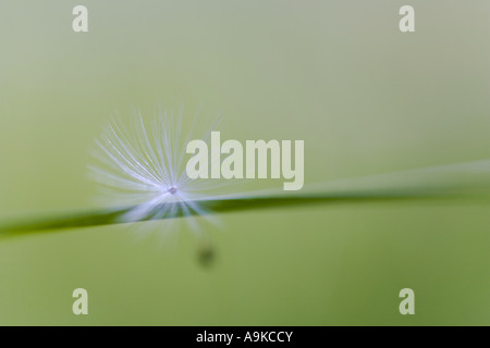 Comune di tarassaco (Taraxacum officinale), sementi Foto Stock