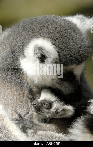 Anello-tailed lemur (Lemur catta), madre con i giovani Foto Stock