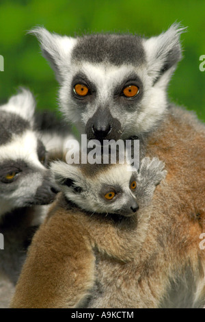 Anello-tailed lemur (Lemur catta), femmina con giovani Foto Stock